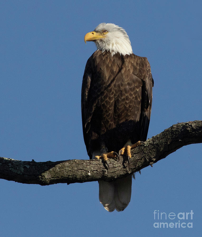 Eagle Perch Photograph by Art Cole