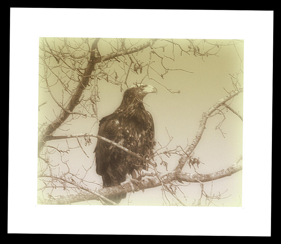 Eagle Perch Photograph by Kimberly Woyak