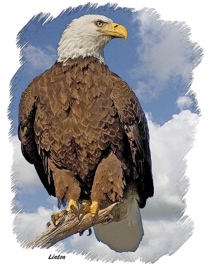Eagle Perch Digital Art by Larry Linton
