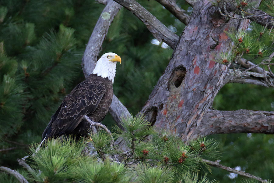 Eagle Perched In Pine Photograph by Brook Burling