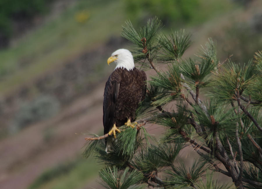 Eagle Perched On A Pine Tree Photograph
