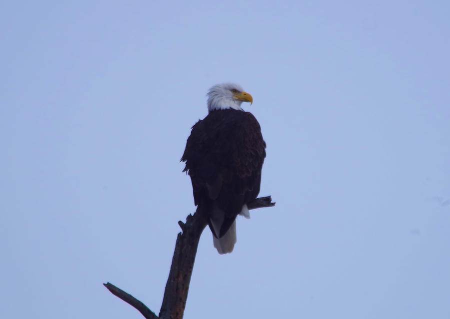 Eagle perched on a snag Photograph by Jeff Swan