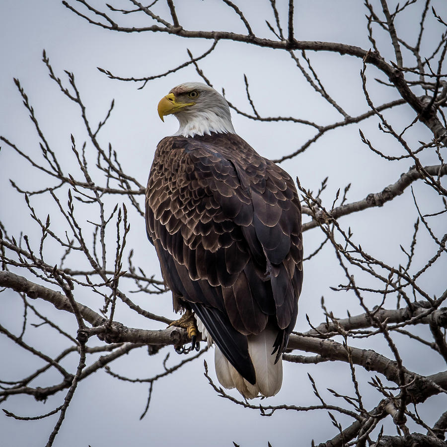 Eagle Photograph - Eagle Perched by Paul Freidlund