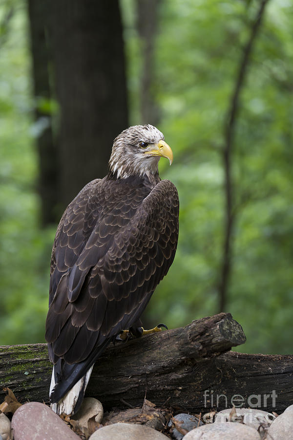 Eagle Portrait Photograph by Andrea Silies
