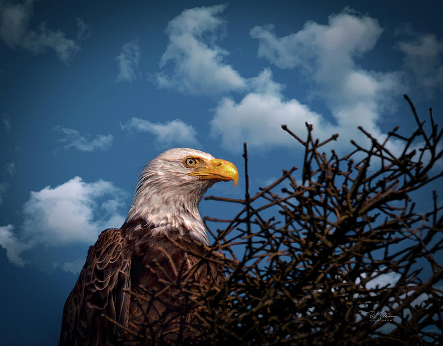 Eagle Portrait  Photograph by Bill Posner