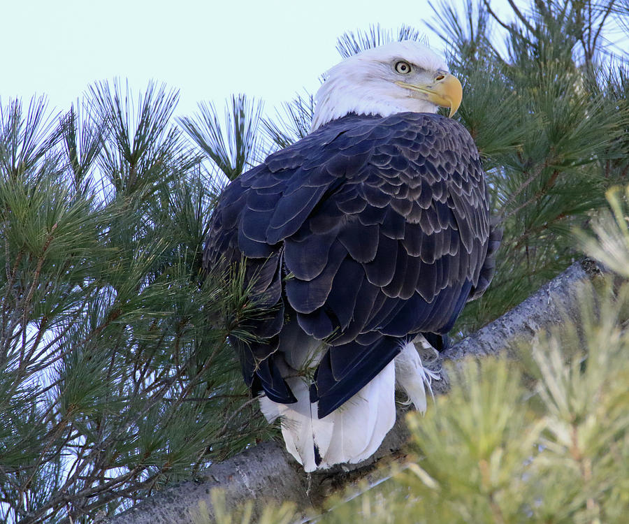 Eagle Portrait Photograph by Brook Burling