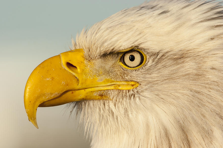 Eagle Portrait Photograph by Bruce Benson | Fine Art America