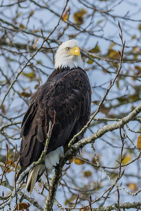 Eagle portrait Photograph by David Lee