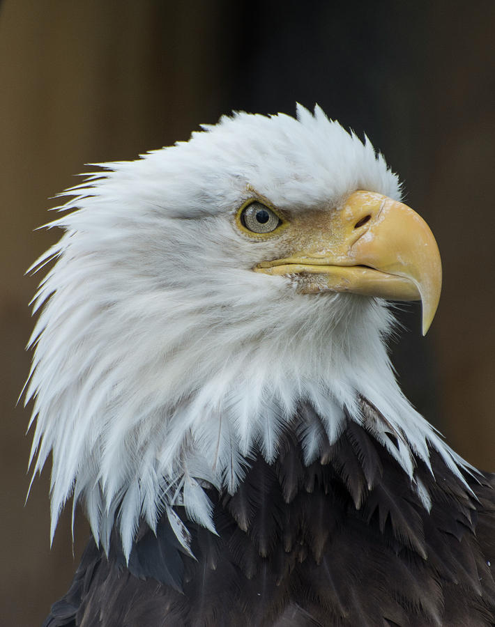 Eagle Portrait Photograph by Gary Lengyel - Fine Art America