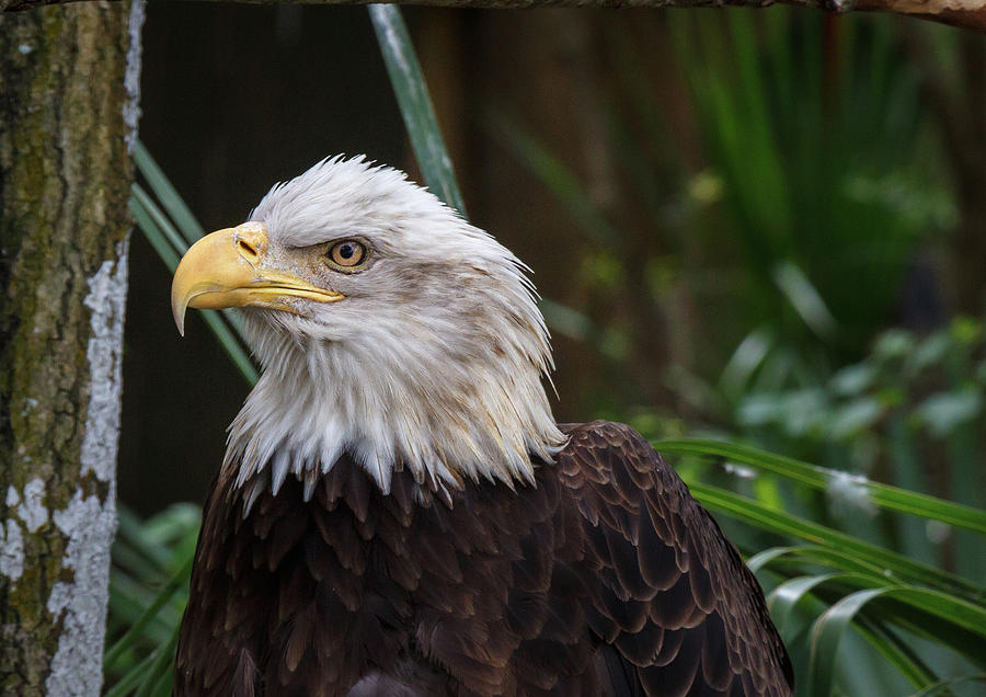 Eagle Portrait Photograph by Les Greenwood