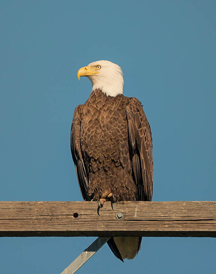Eagle Portrait Photograph by Loree Johnson