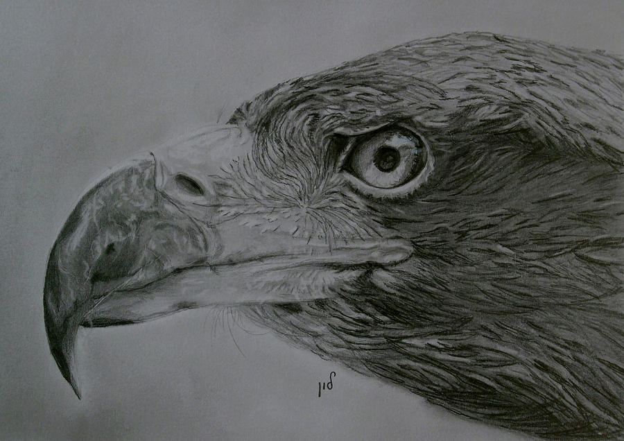 Eagle portrait Drawing by Maria Woithofer - Fine Art America