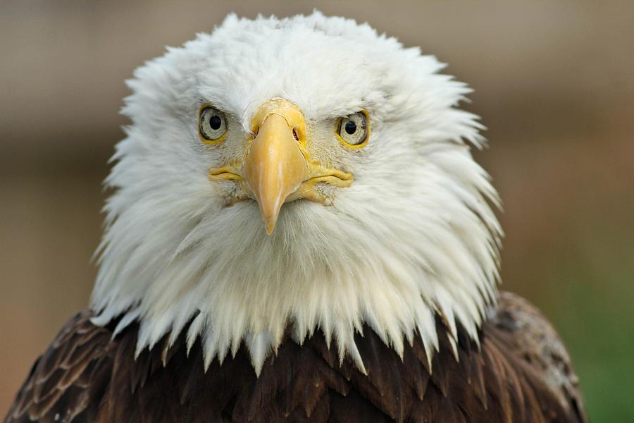 Eagle Portrait Photograph by Rodney Ervin - Fine Art America