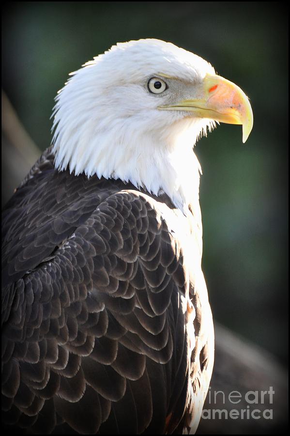 Eagle Portrait Photograph by Rose  Hill