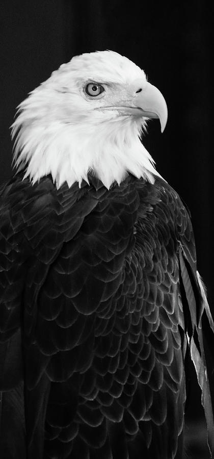 Eagle Portrait Special  Photograph by Coby Cooper