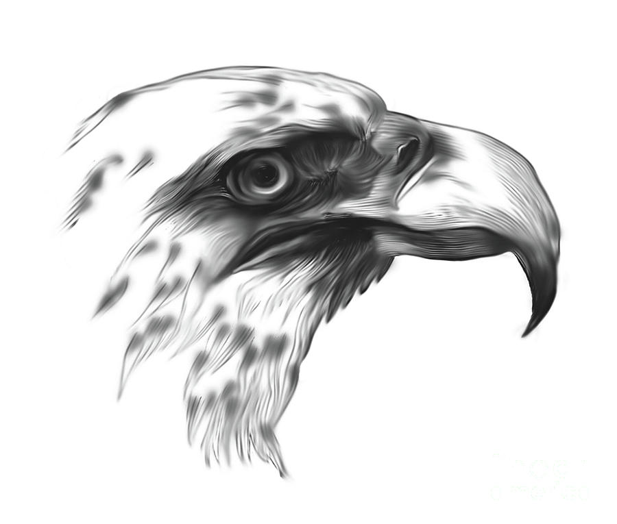 Eagle Portrait Drawing by Todd L Thomas
