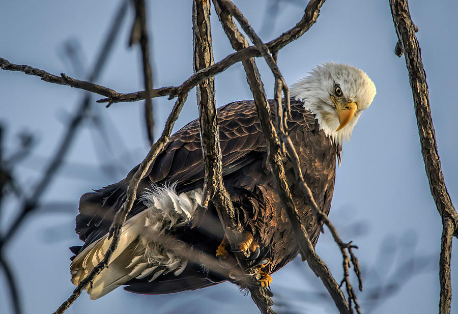 Eagle Power Photograph by Ray Congrove