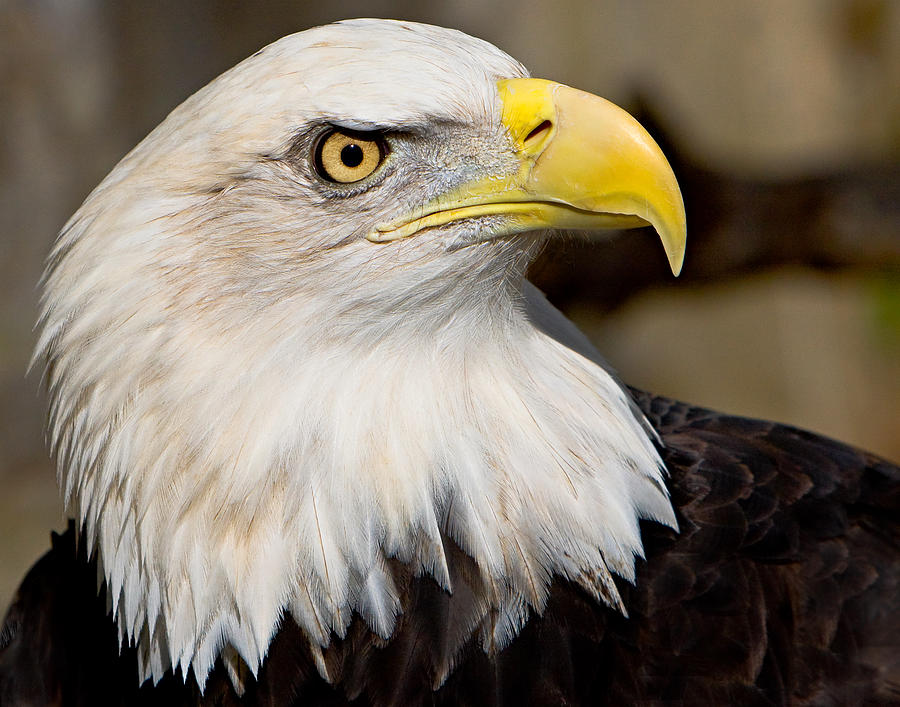 Eagle Photograph - Eagle Power by William Jobes