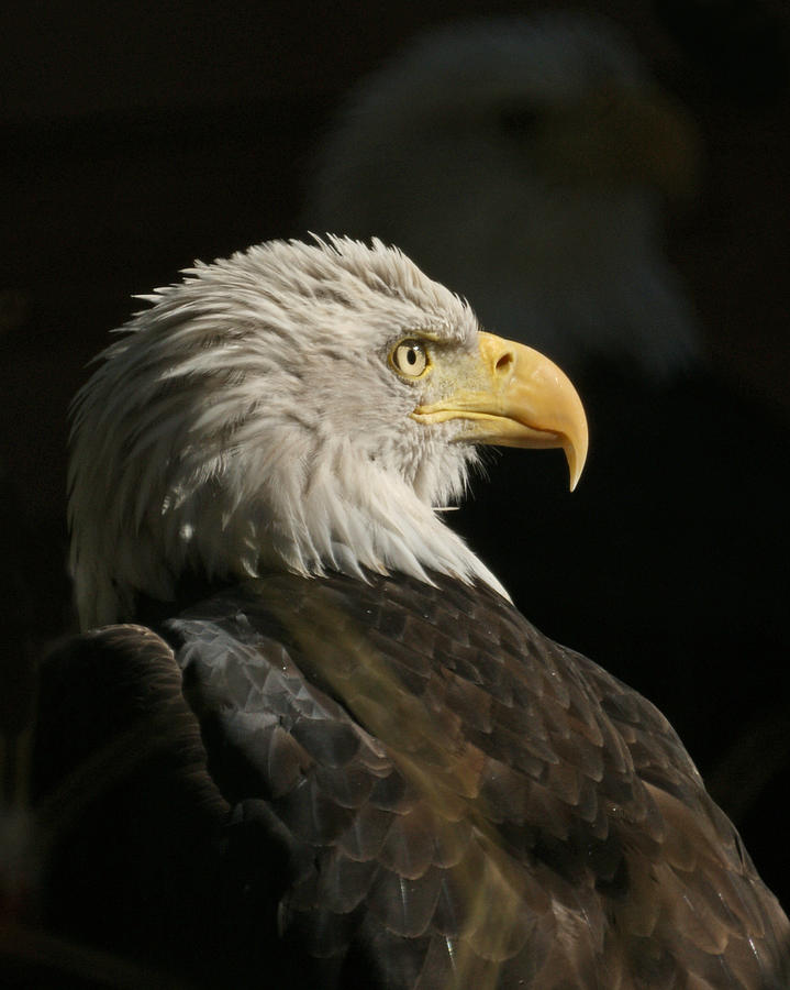 Eagle Profile 1 Original Photo Photograph by Ernest Echols