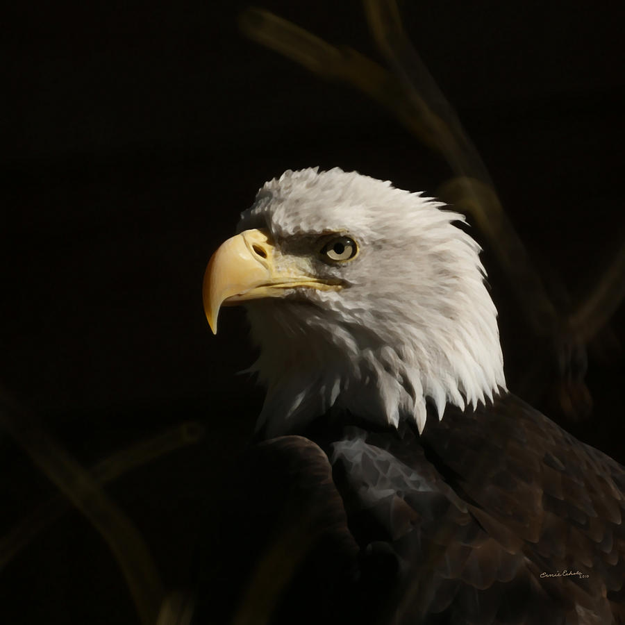 Animal Photograph - Eagle Profile 2 by Ernest Echols