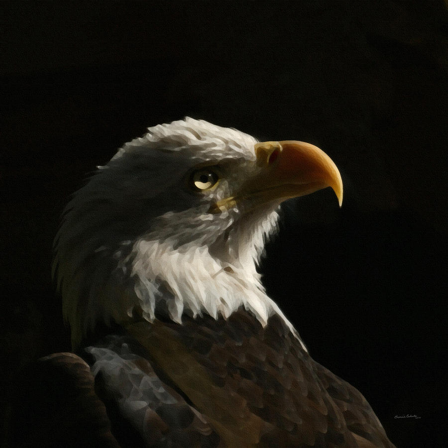 Animal Photograph - Eagle Profile 4 by Ernest Echols