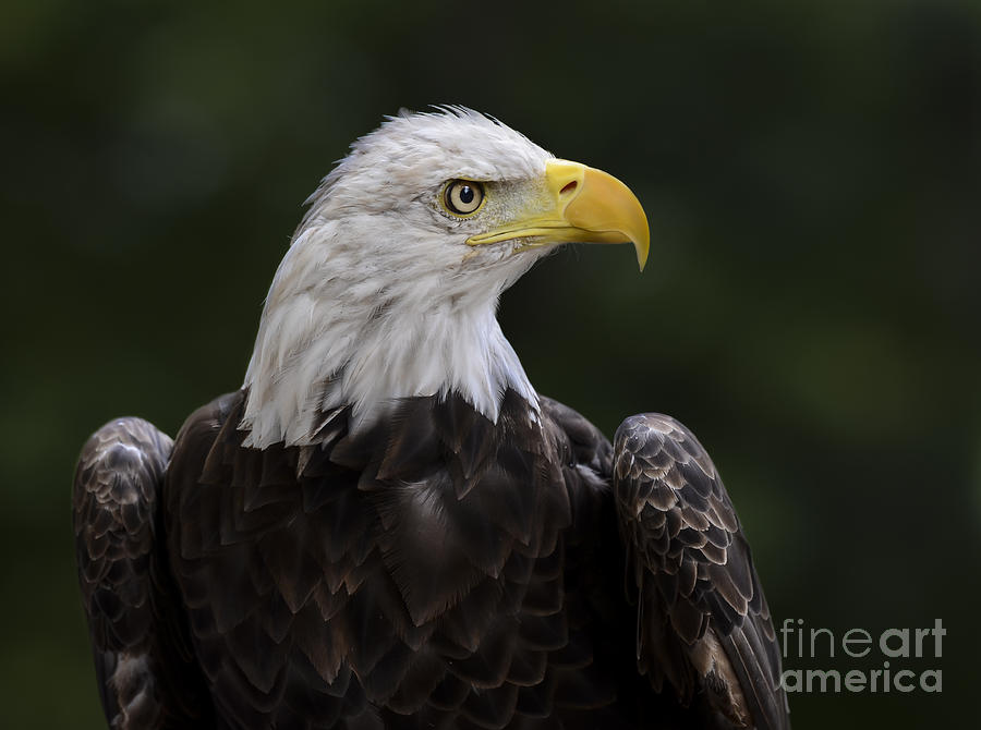 Eagle Profile 2 Photograph by Andrea Silies