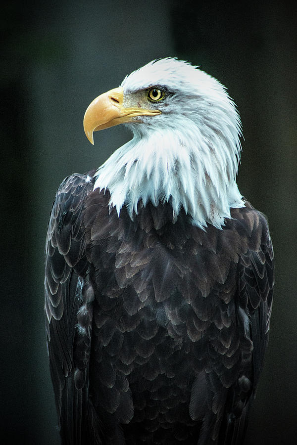 Eagle Profile Photograph by Don Johnson