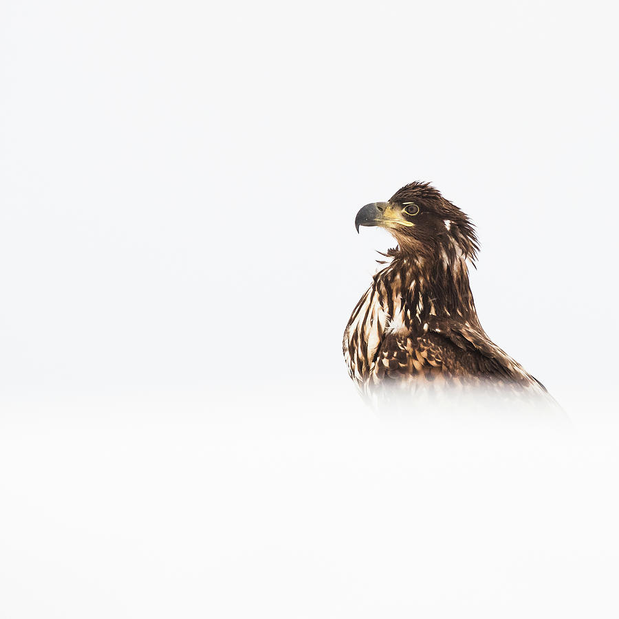 Eagle Photograph - Eagle profile by Kolbein Svensson Eagle Photograph - Eagle profile by Kolbein Svensson