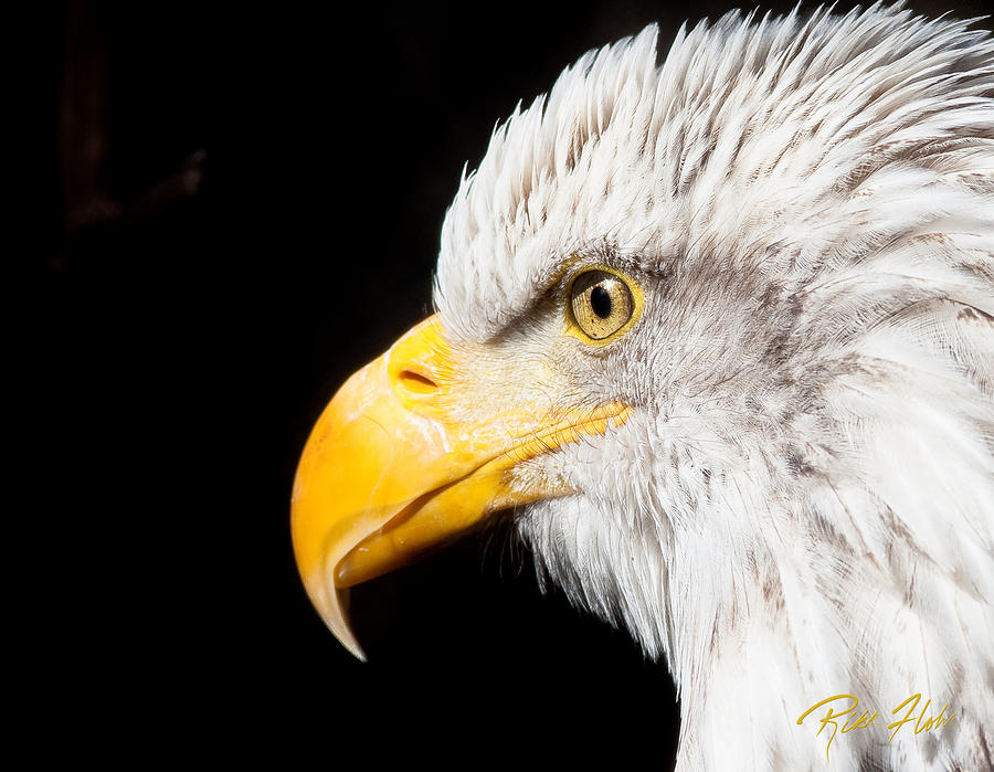 Eagle Profile Photograph by Rikk Flohr