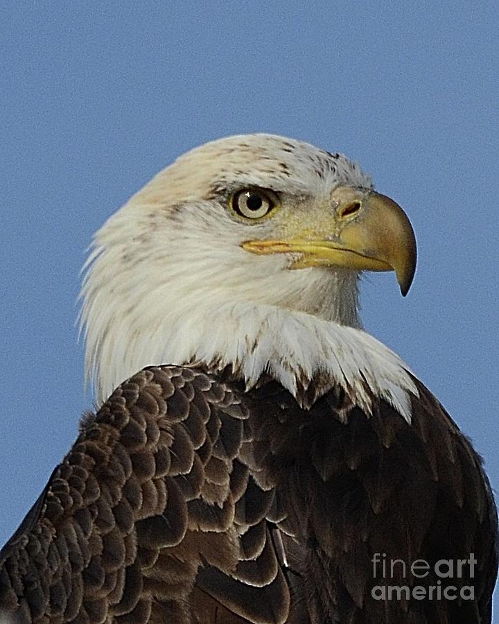Eagle Profile Photograph by Robert Buderman