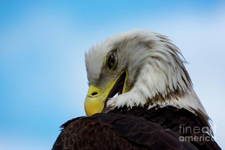 Eagle Photograph by Quinn Sedam
