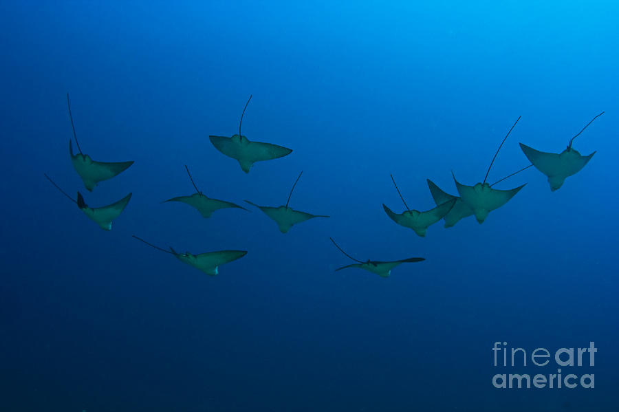 Eagle Rays in Ocean Photograph by Dave Fleetham - Printscapes