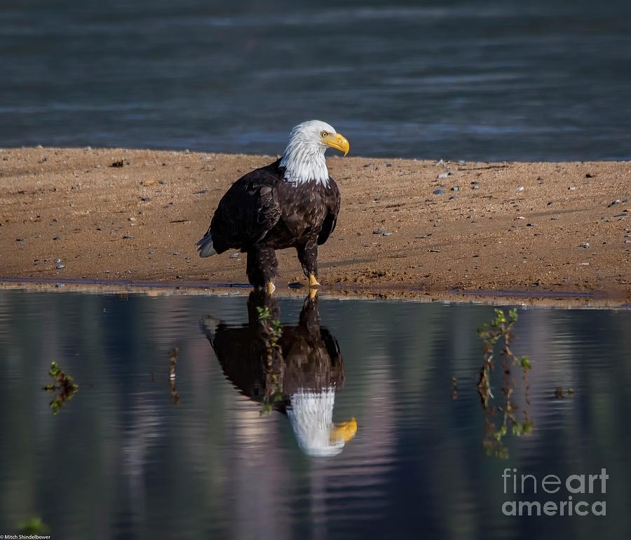 Eagle Reflection  Photograph by Mitch Shindelbower