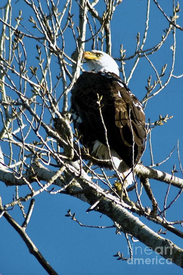 Eagle Photograph by Richard Verkuyl