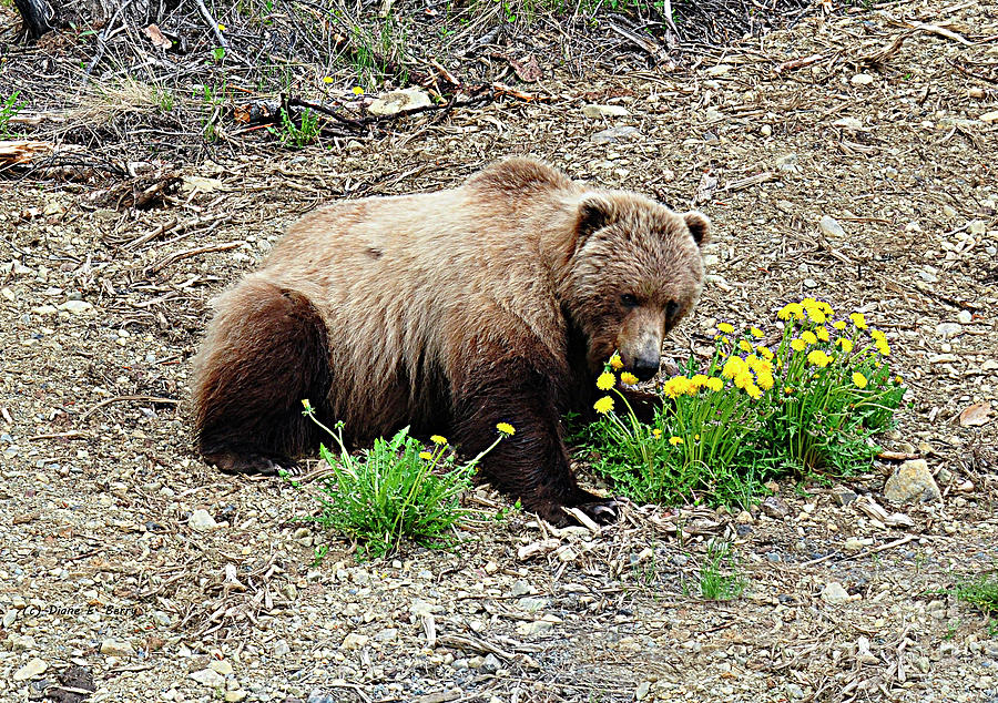 Eagle River Grizzly Photograph by Diane E Berry
