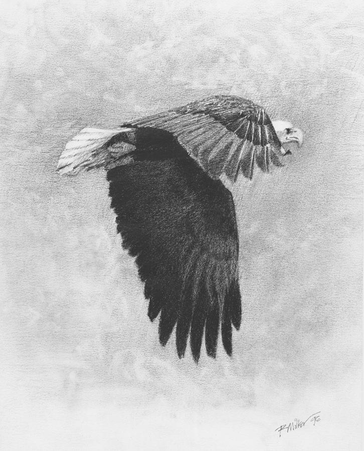 Eagle Drawing by Robert Miller - Fine Art America