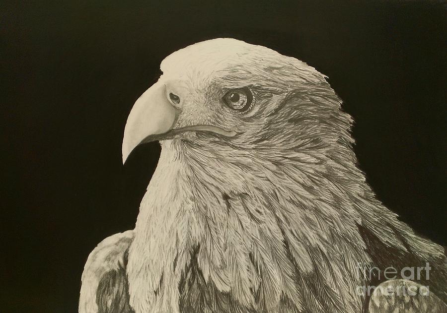 Eagle Drawing by Robyn Garnet