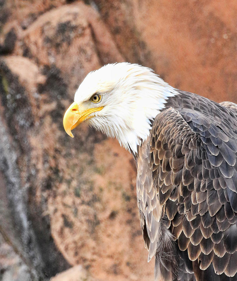 Eagle Rock Photograph by Steve McKinzie