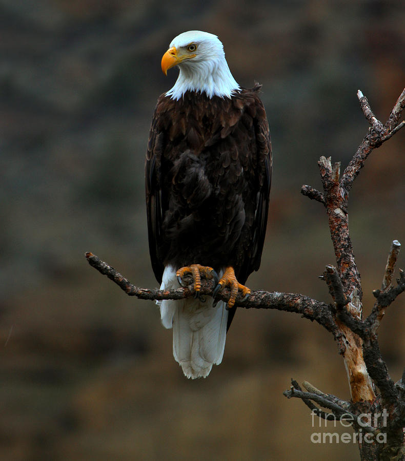 Eagle Scout Photograph by Adam Jewell