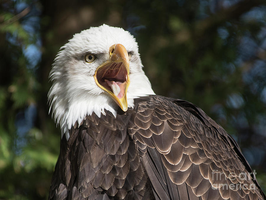 Eagle Screams-2293B Photograph by Steve Somerville