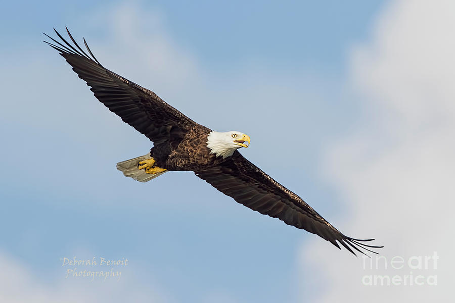 Eagle Photograph - Eagle September 2017 by Deborah Benoit