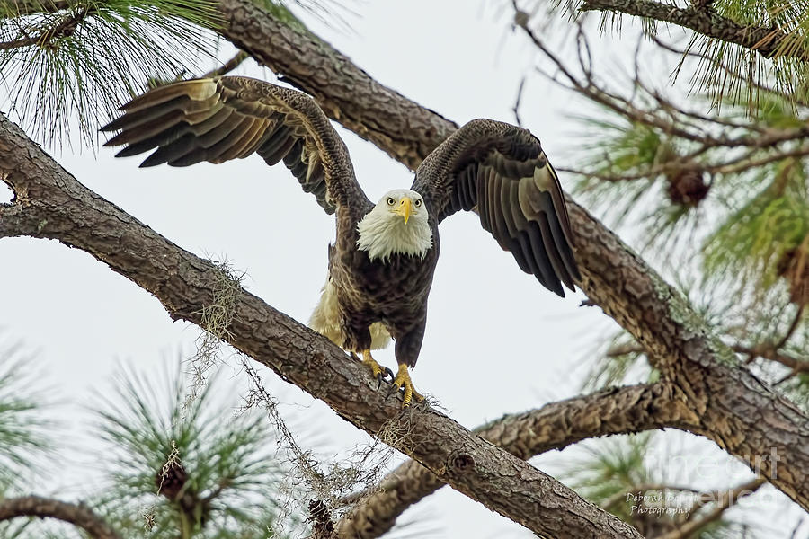 Eagle Photograph - Eagle Series Eagle Glare by Deborah Benoit