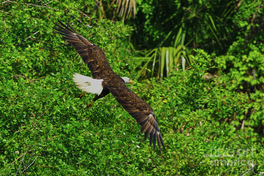 Eagle Series Flight Photograph by Deborah Benoit