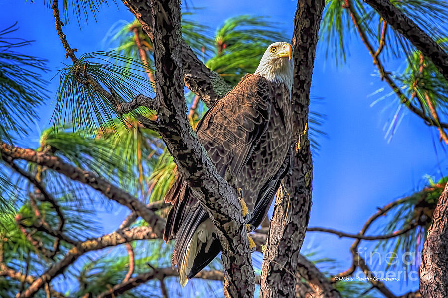 Eagle Photograph - Eagle Series In The Tree by Deborah Benoit