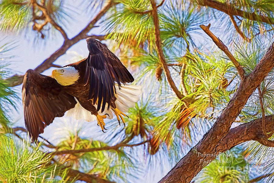 Eagle Series Nesting 2018 Photograph by Deborah Benoit