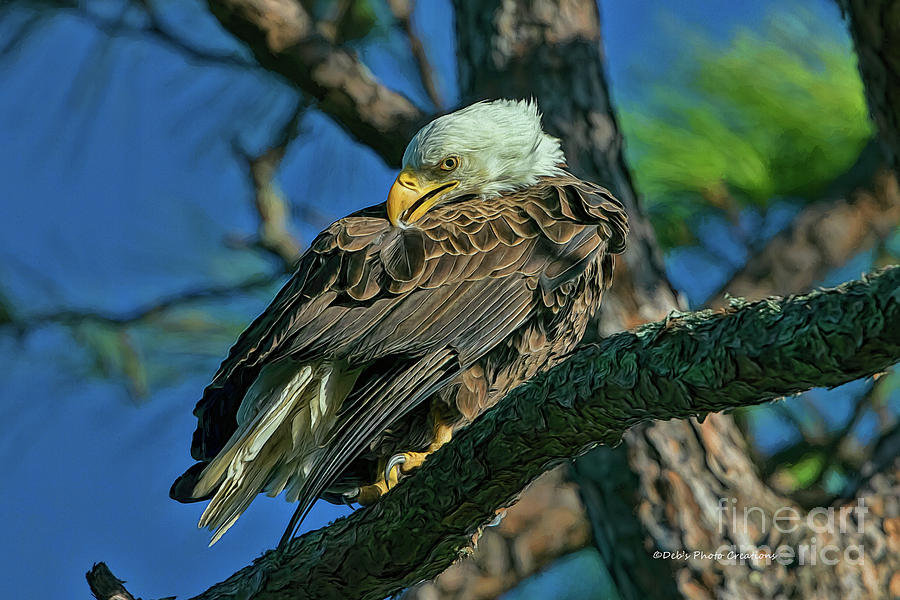 Eagle Series Preening Photograph by Deborah Benoit