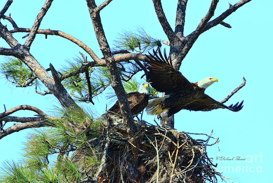 Eagle Series The Nest Photograph by Deborah Benoit