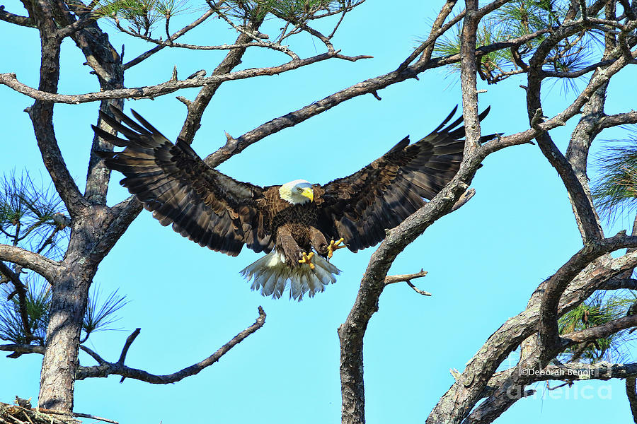 Eagle Series Wings Photograph by Deborah Benoit