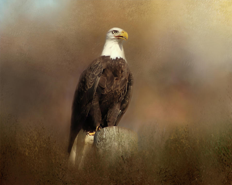 Eagle Sighting Photograph by TnBackroadsPhotos