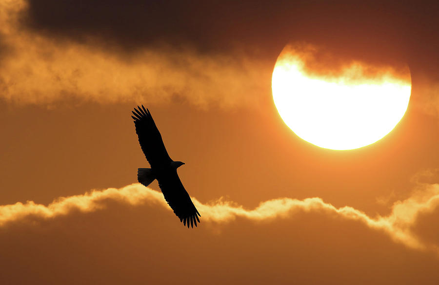 Eagle Photograph - Eagle Silhouette  by Rhoda Gerig